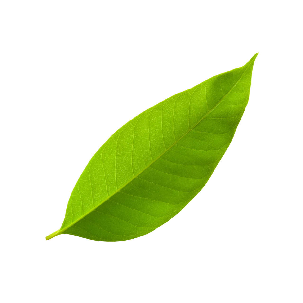 leaf